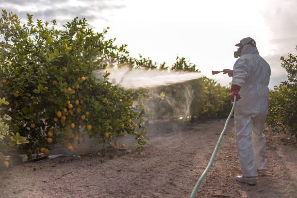 Best Local Pest Control Services  in Newport, MN
