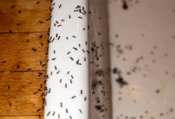 Best Best Pest Control Companies  in Newport, MN