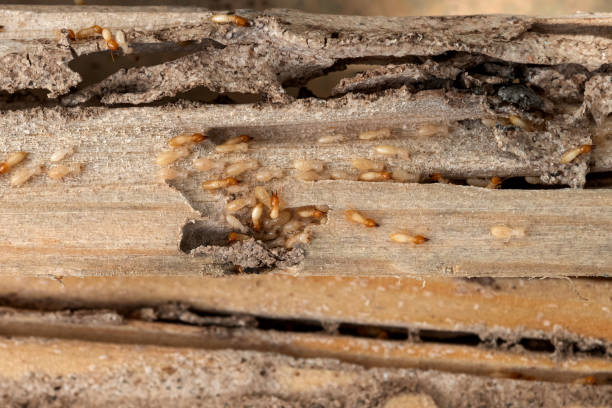 Best Flea Control Services  in Newport, MN
